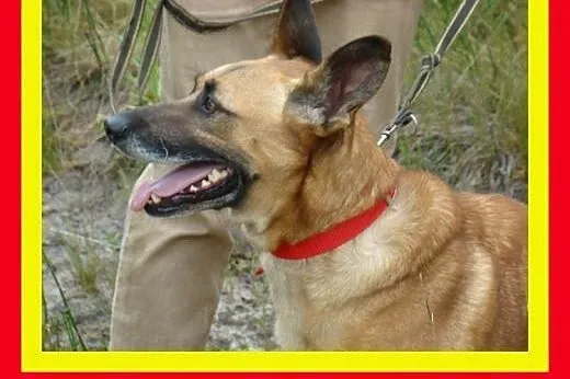 Grzeczny na spacerach,chodzi na smyczy,duży gładko