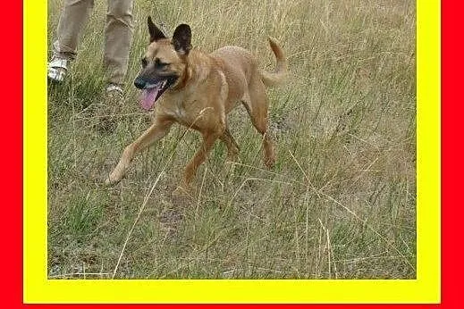 Grzeczny na spacerach,chodzi na smyczy,duży gładko