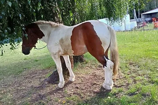 Ogierek zimnokrwisty srokaty, Mazowieckie, Węgrów