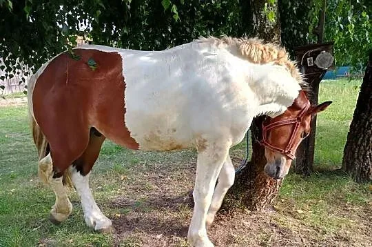 Ogierek zimnokrwisty srokaty, Mazowieckie, Węgrów
