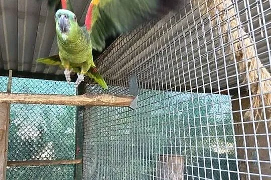 Amazonka Niebieskoczelna Samiec, Wielkopolskie, Ostrów Wielkopolski