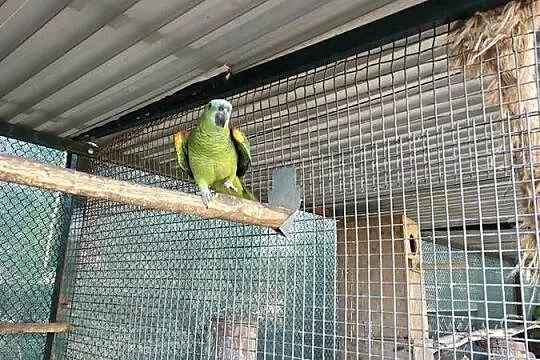 Amazonka Niebieskoczelna Samiec, Wielkopolskie, Ostrów Wielkopolski