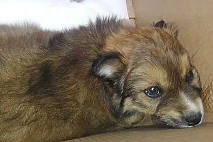 Pusia - puszysta kuleczka szuka nowej, kochającej rodziny, Łódzkie, Łódź