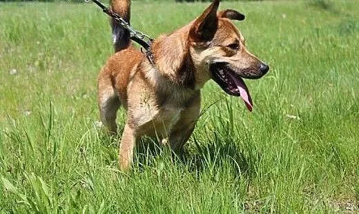 Barni-roczny psiak czeka na adopcję, śląskie Sosn