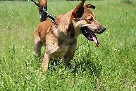 Barni-roczny psiak czeka na adopcję,  śląskie Sosn
