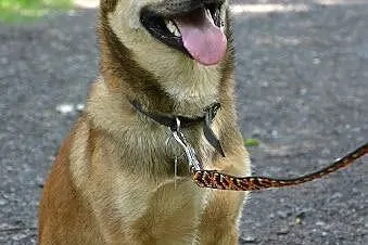 Barni-roczny psiak czeka na adopcję,  śląskie Sosn