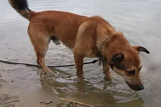 Barni-roczny psiak czeka na adopcję,  śląskie Sosn
