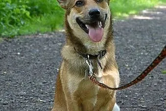 Barni-roczny psiak czeka na adopcję,  śląskie Sosn