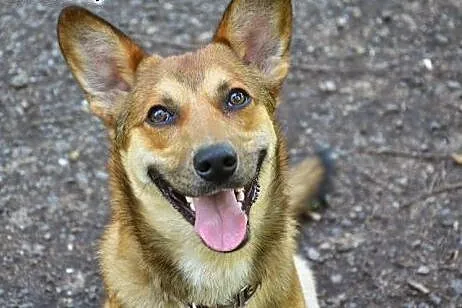 Barni-roczny psiak czeka na adopcję,  śląskie Sosn