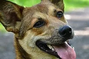 Barni-roczny psiak czeka na adopcję,  śląskie Sosn