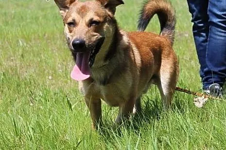 Barni-roczny psiak czeka na adopcję,  śląskie Sosn