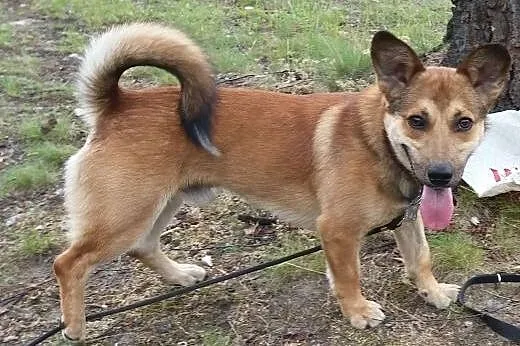 Barni-roczny psiak czeka na adopcję,  śląskie Sosn