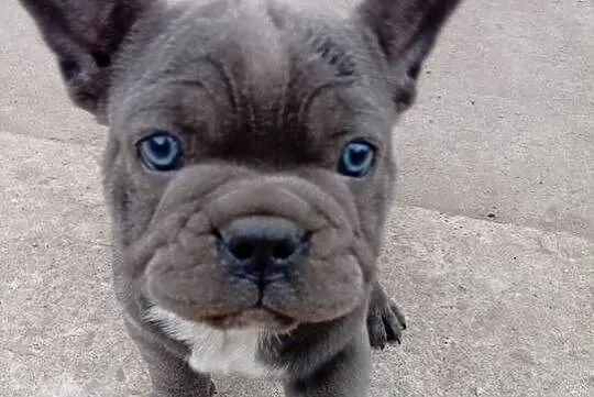 Buldog francuski piesek