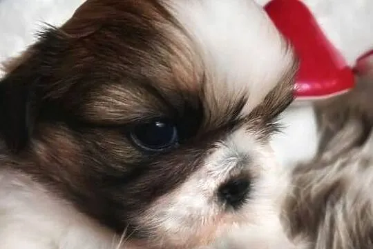 Shih-Tzu przepiękny chłopak