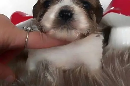 Shih-Tzu przepiękny chłopak, Opolskie, Strzelce Opolskie
