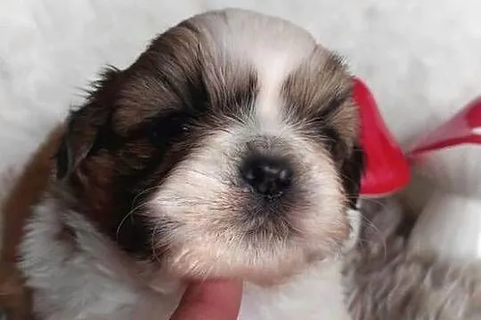 Shih-Tzu przepiękny chłopak, Opolskie, Strzelce Opolskie