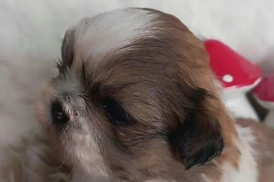 Shih-Tzu przepiękny chłopak, Opolskie, Strzelce Opolskie