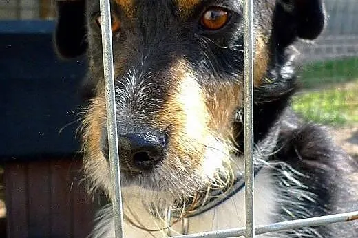 Figiel-przekochany psiak z wesołymi, figlarnymi is