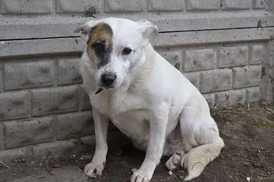 Tola-14kg, delikatna sunia, spokojna i cicha DO ADOPCJI, Mazowieckie, Warszawa