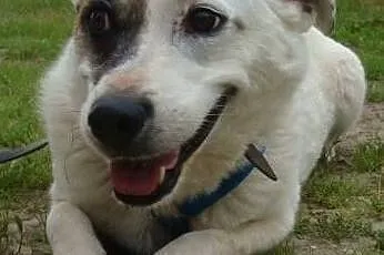 Tola-14kg, delikatna sunia, spokojna i cicha DO ADOPCJI, Mazowieckie, Warszawa