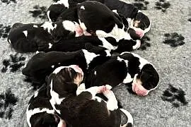 Beagle tricolor po pięknych rodzicach Hodowla Beaglowa Polana