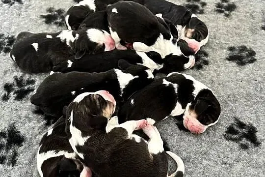 Beagle tricolor po pięknych rodzicach Hodowla Beaglowa Polana, Mazowieckie, Radom