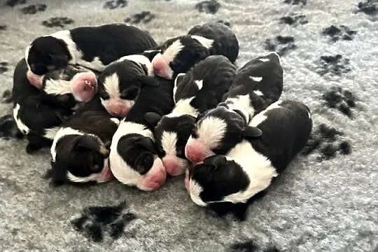 Beagle tricolor po pięknych rodzicach Hodowla Beaglowa Polana, Mazowieckie, Radom