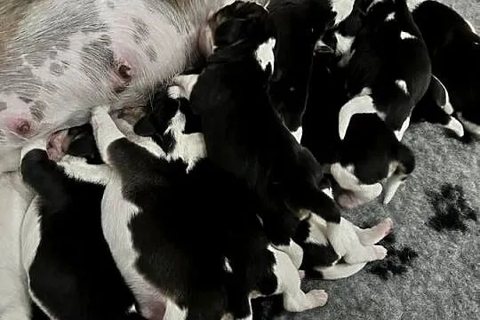 Beagle tricolor po pięknych rodzicach Hodowla Beaglowa Polana, Mazowieckie, Radom
