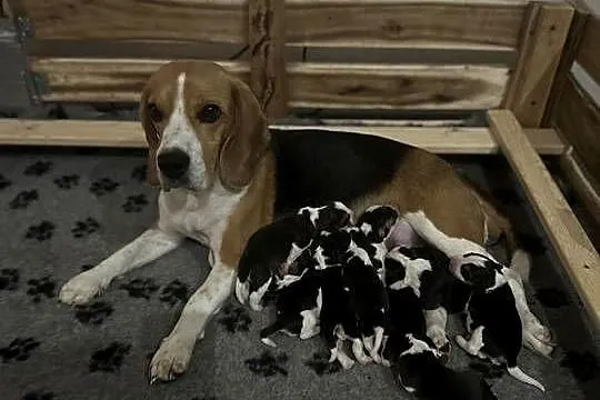 Beagle tricolor po pięknych rodzicach Hodowla Beaglowa Polana, Mazowieckie, Radom