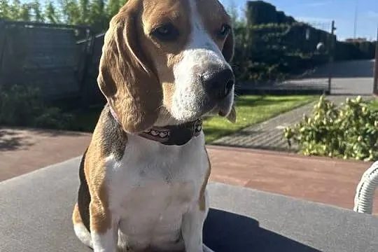 Beagle tricolor po pięknych rodzicach Hodowla Beaglowa Polana, Mazowieckie, Radom
