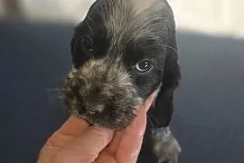 Cocker Spaniel Angielski