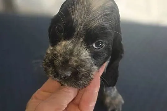 Cocker Spaniel Angielski