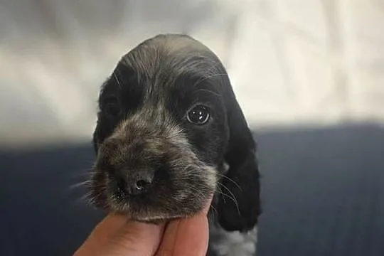 Cocker Spaniel Angielski, Wielkopolskie, Żelazków