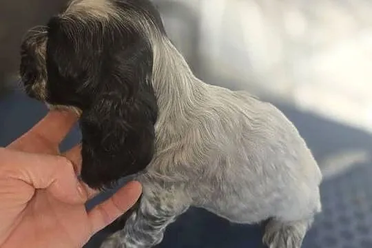 Cocker Spaniel Angielski, Wielkopolskie, Żelazków