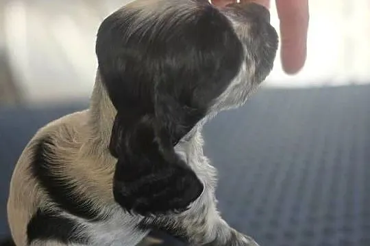 Cocker Spaniel Angielski, Wielkopolskie, Żelazków