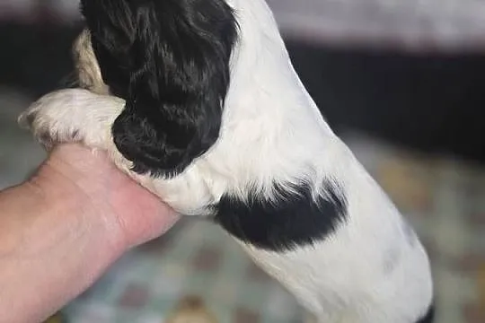Cocker Spaniel Angielski, Wielkopolskie, Żelazków
