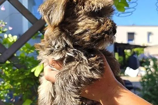 Yorkshire terrier piesek