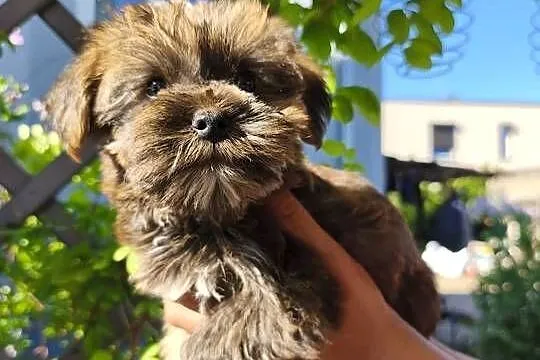 Yorkshire terrier piesek, Wielkopolskie, Psary Małe