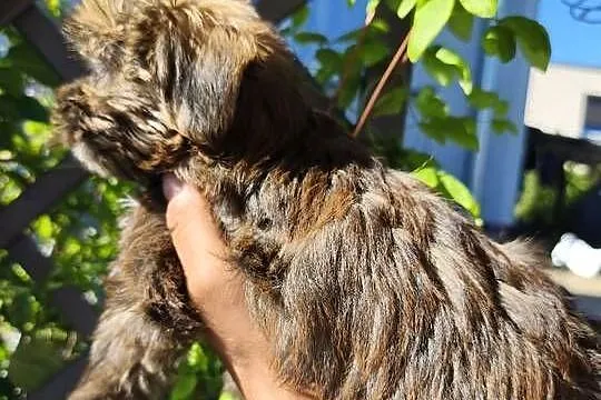 Yorkshire terrier piesek, Wielkopolskie, Psary Małe