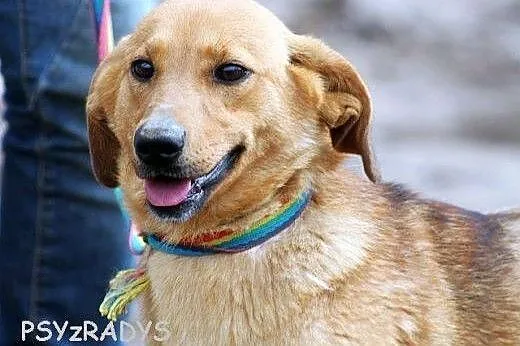 DAISY - młodość, wdzięk i urok,  mazowieckie Warsz