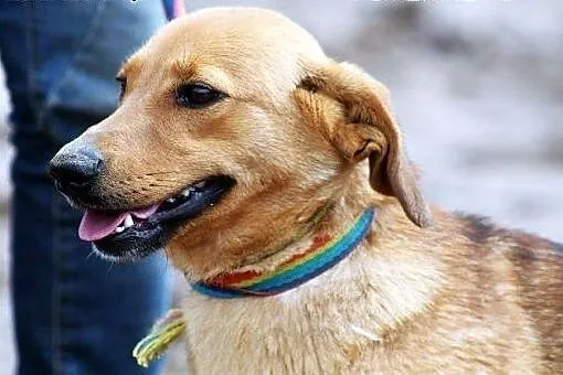 DAISY - młodość, wdzięk i urok,  mazowieckie Warsz