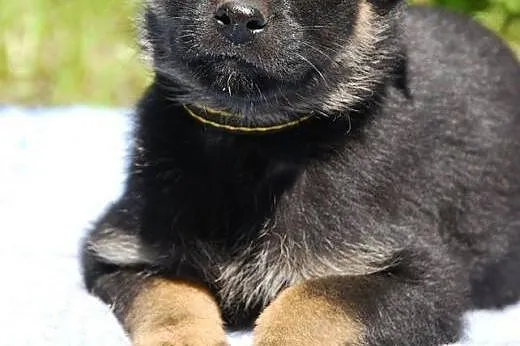 Muffinka 2,5 kruszynka do adopcji.,  mazowieckie Warszawa