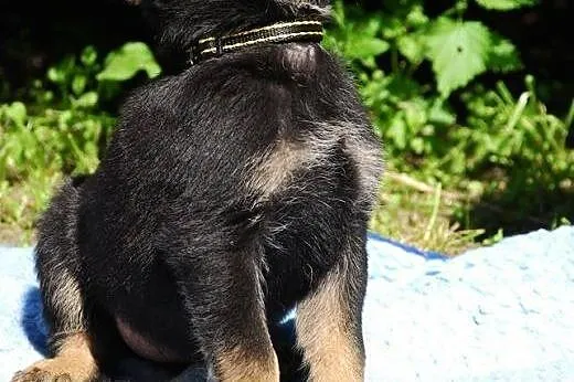 Muffinka 2,5 kruszynka do adopcji.,  mazowieckie W