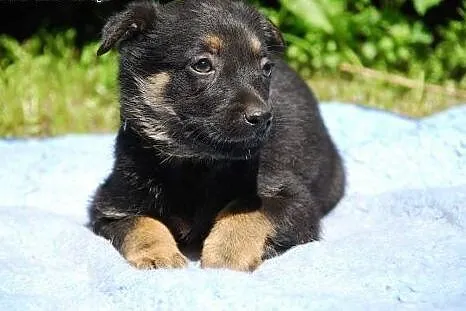 Muffinka 2,5 kruszynka do adopcji.,  mazowieckie W