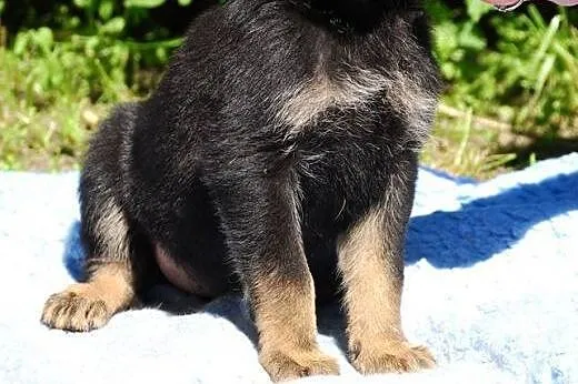 Muffinka 2,5 kruszynka do adopcji.,  mazowieckie W