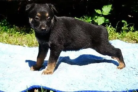 Muffinka 2,5 kruszynka do adopcji.,  mazowieckie W