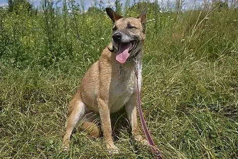Kaja-spokojna, delikatna sunia, ,  dolnośląskie Wrocław, 