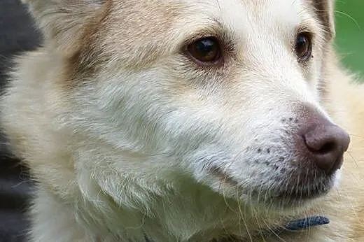 Flavio młody psiak szuka domu!,  Kundelki cała Pol