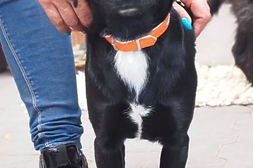 Ika-młodziutka sunia do adopcji, wielkopolskie Poznań