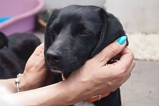 Ika-młodziutka sunia do adopcji,  wielkopolskie Po